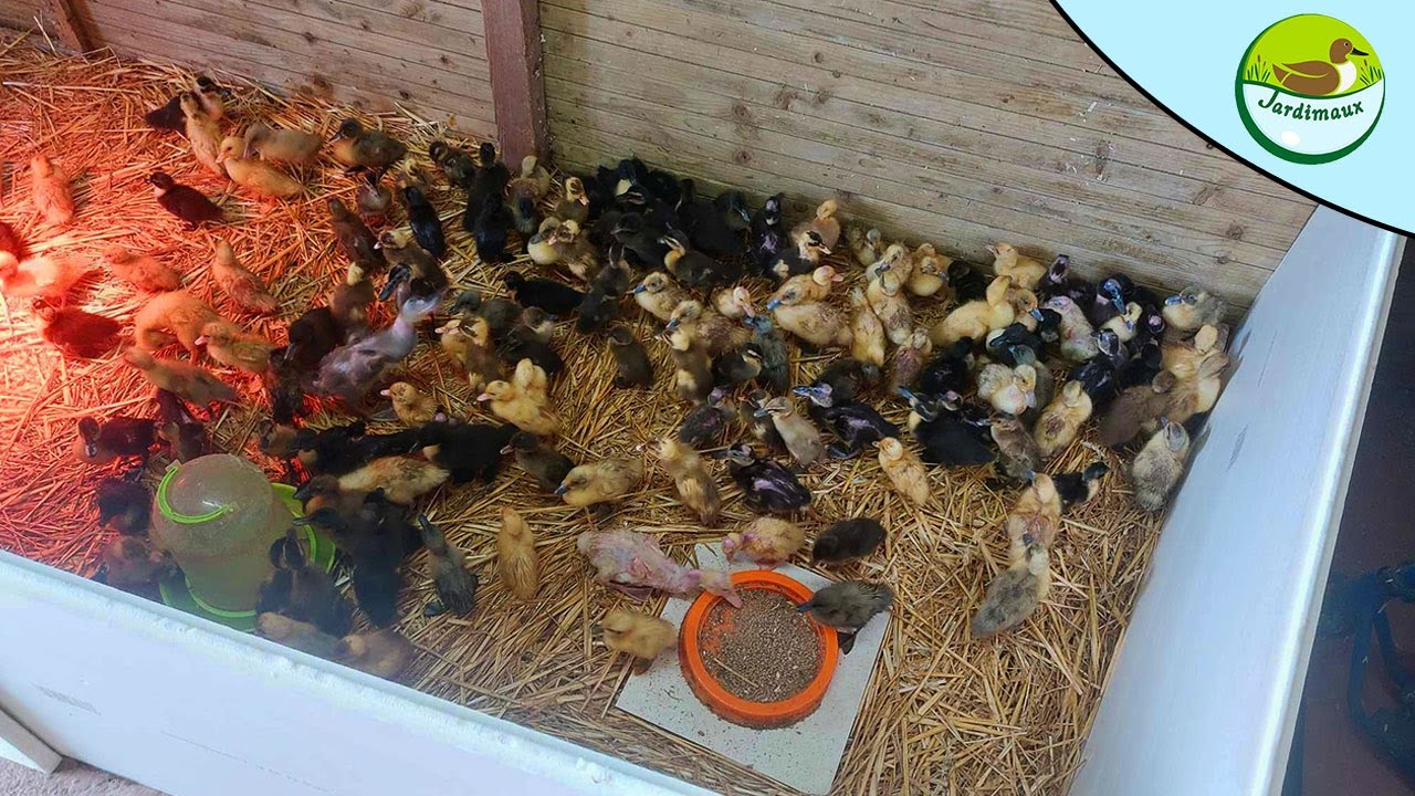 LES 200 DERNIERS CANETONS DE L'ANNÉE ! 😲🦆