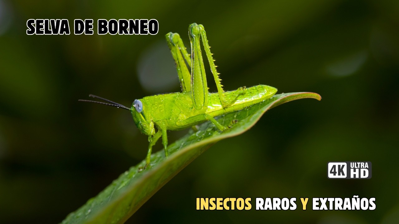 BORNEO: INSECTOS De Otra Dimensión | Documental Episodio 2