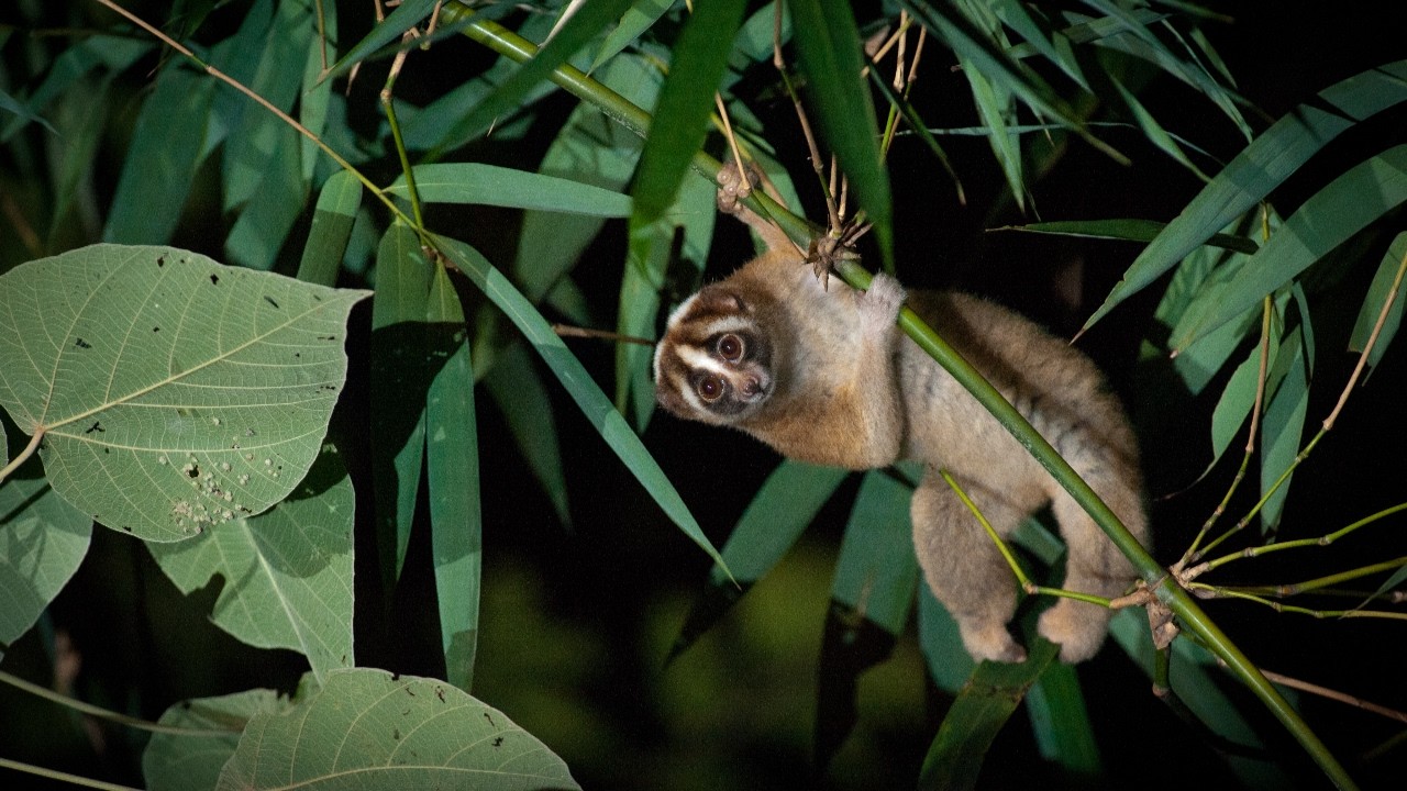Anna Nekaris | Loris Venom, Lorisiform Evolution and Conservation