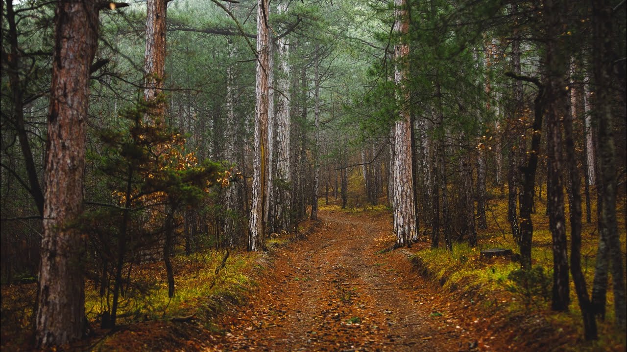 Фотопрогулка по Ялтинскому лесу | Canon R | Canon 70-200 2.8