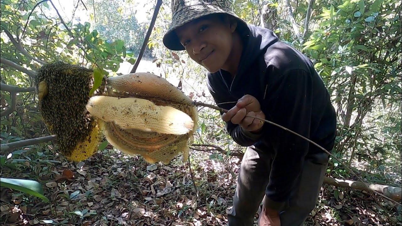 with my brother find are small bee/យកជាមួយស្មាត់ជើងចាស់៣សំបុក/