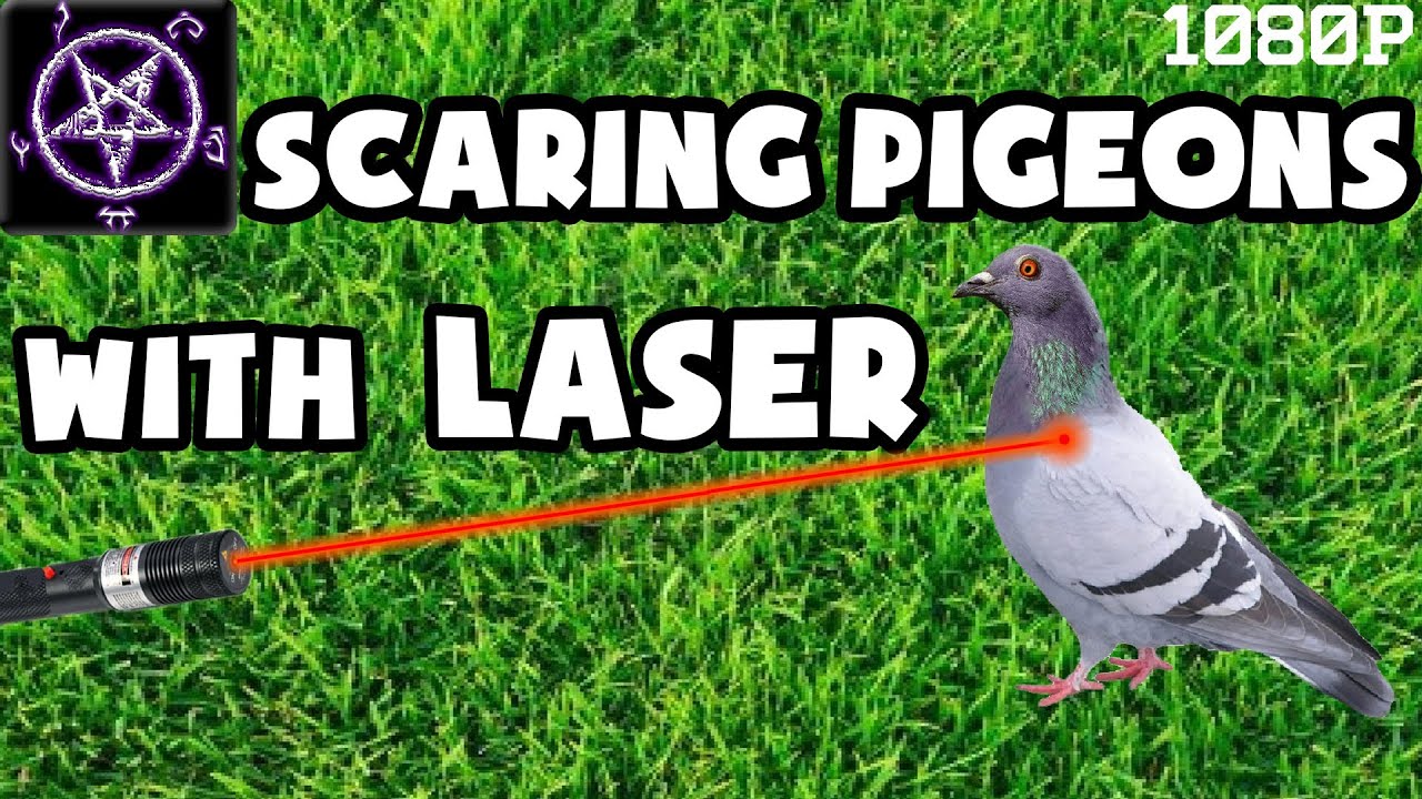 Scaring Pigeons with High Powered Laser