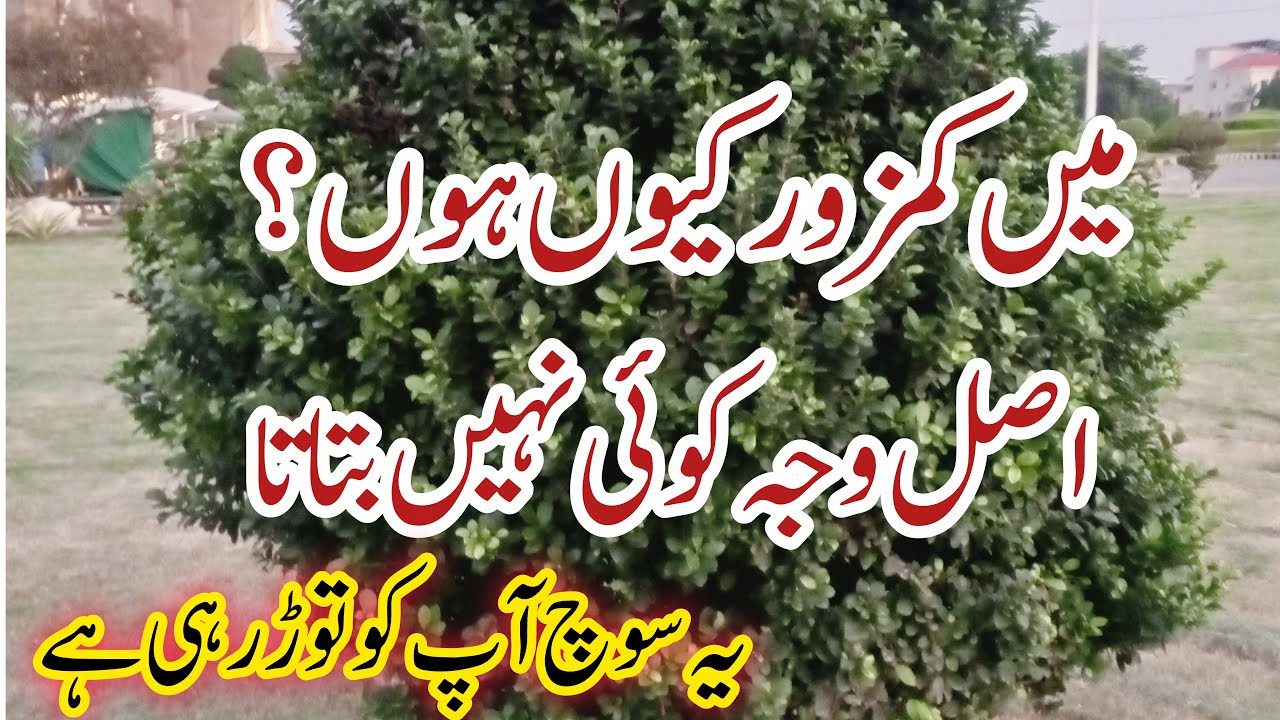 Why You Feel Weak All The Time | Hidden Reason | Our Naimat Family