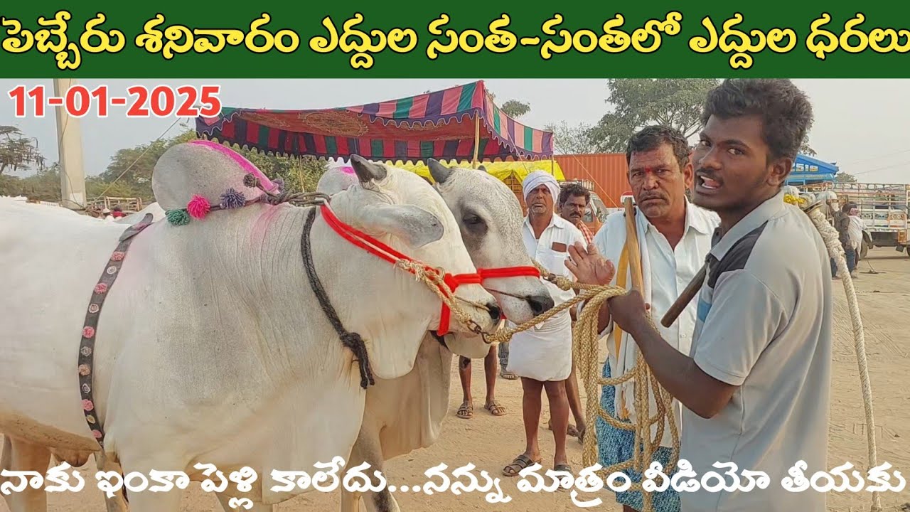 పెబ్బేరు శనివారం ఎద్దుల సంత | Ongole Bulls market | Oxen prices | 11-01-2025 ‎@purnafarms 