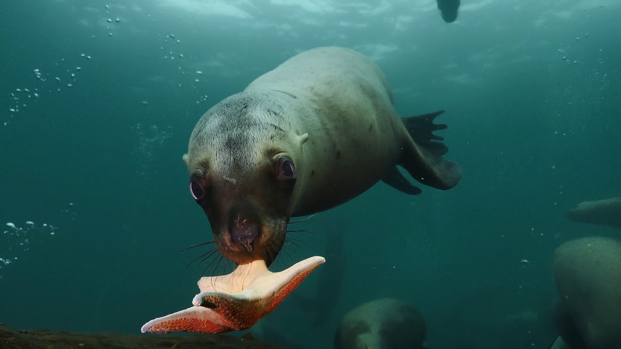 Sealions of Vancouver Island Love To Play!