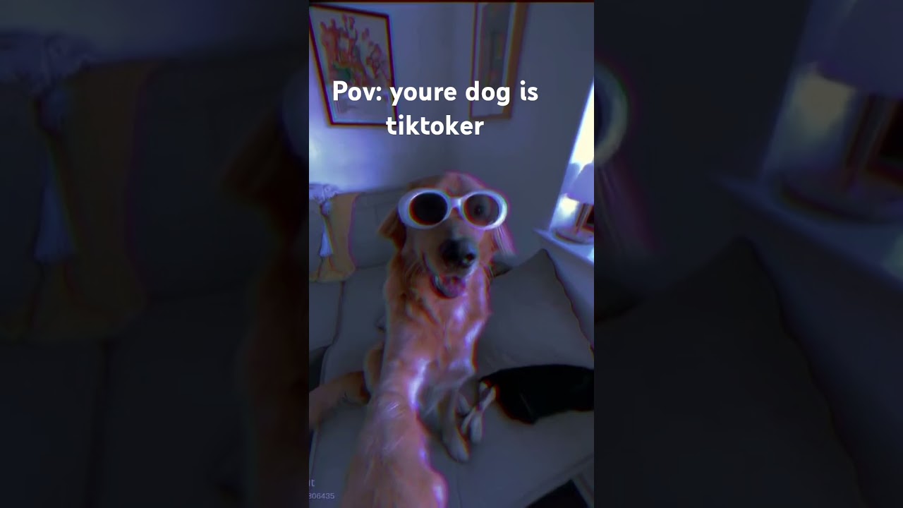 ppov: youre dog is tiktoker