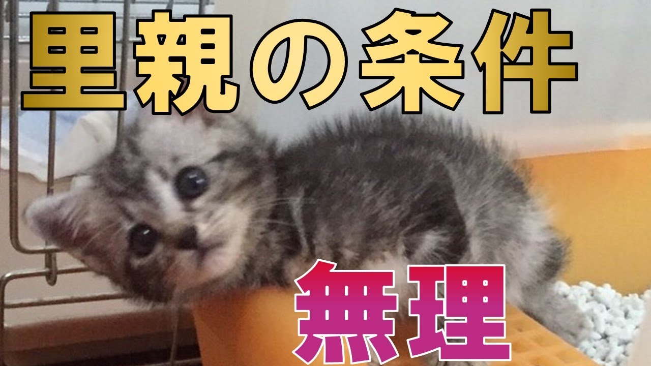 【里親の条件】あのぅ、😿少し厳し過ぎやしませんか？