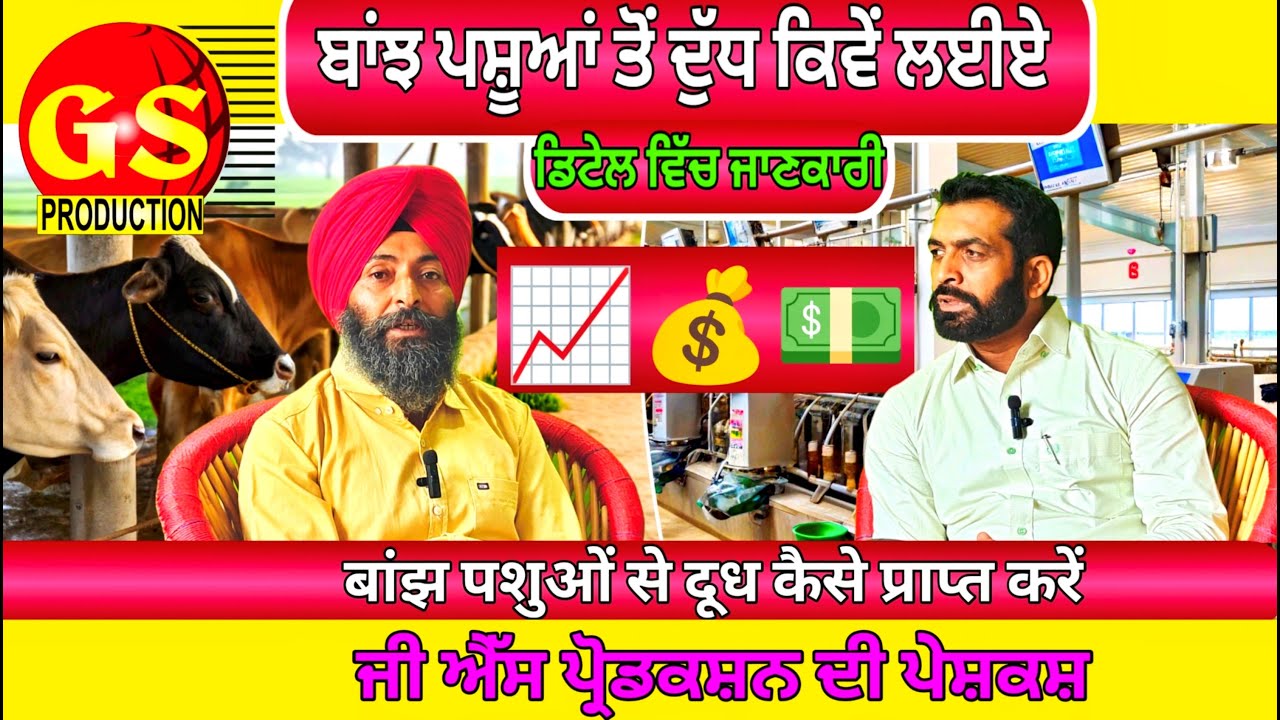 🐂🌿ਬਾਂਝ ਪਸ਼ੂਆਂ ਤੋਂ ਦੁੱਧ ਕਿਵੇਂ ਲਈਏ  बांझ पशुओं से दूध कैसे प्राप्त करें🐂