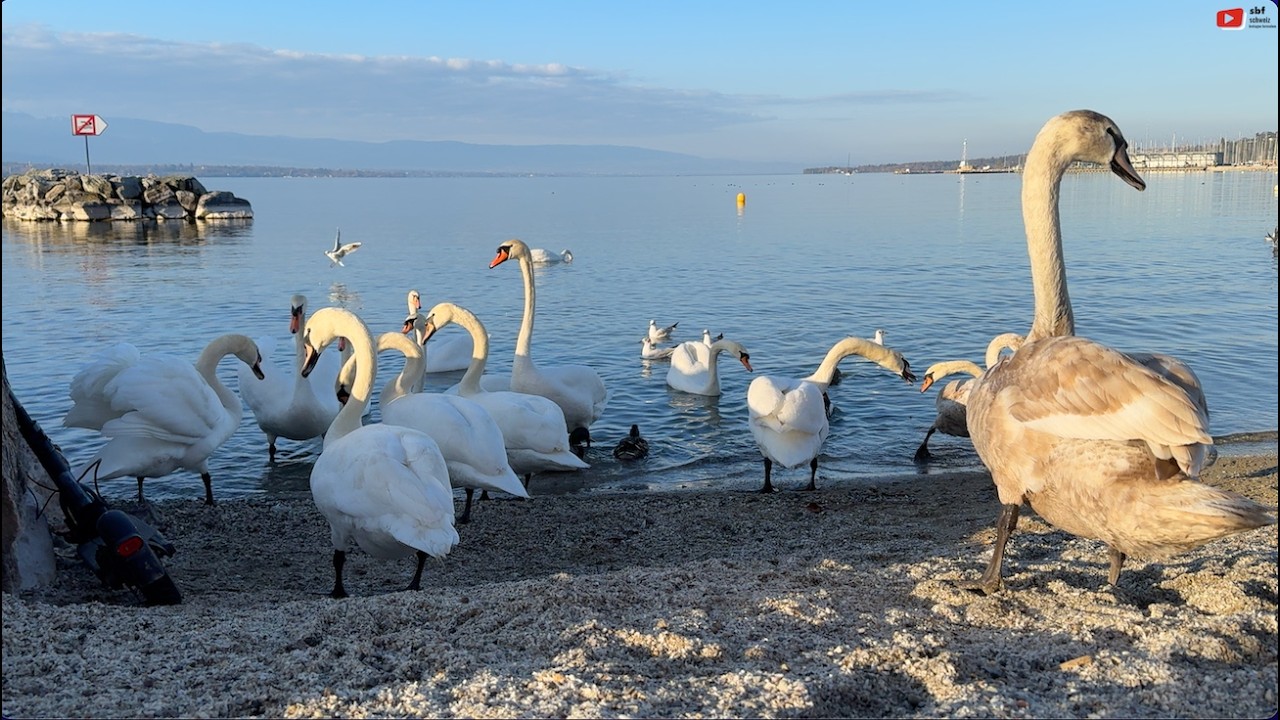 GENÈVE  🇨🇭 |  Le Lac des Cygnes  |  SBF Schweiz Bretagne Fernsehen