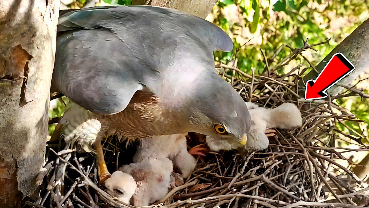 Strong Wind make babies and mother hawk uncomfortable!