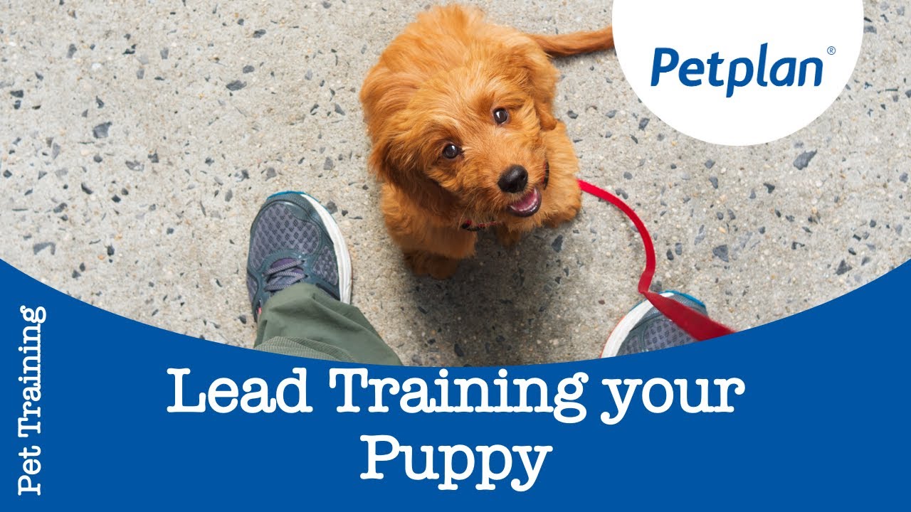 Puppy Lead Training - Petplan