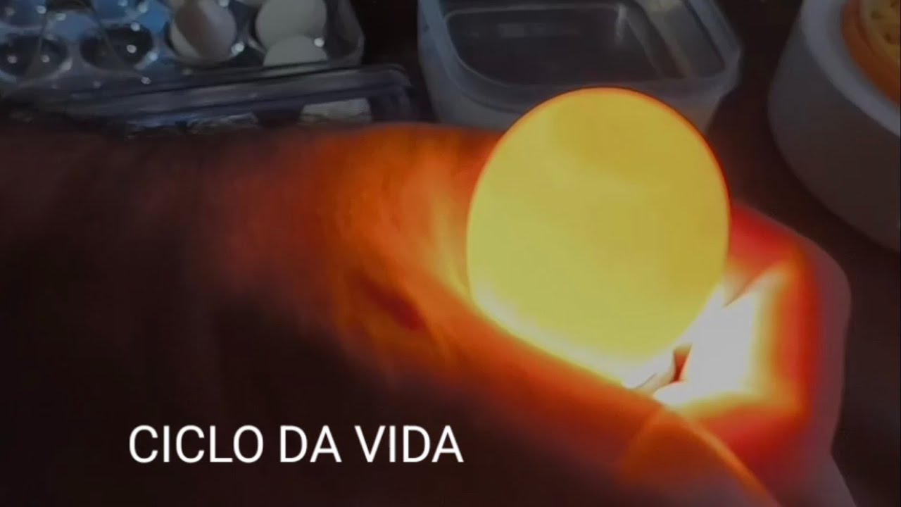 Ciclo da vida - vídeo - 01