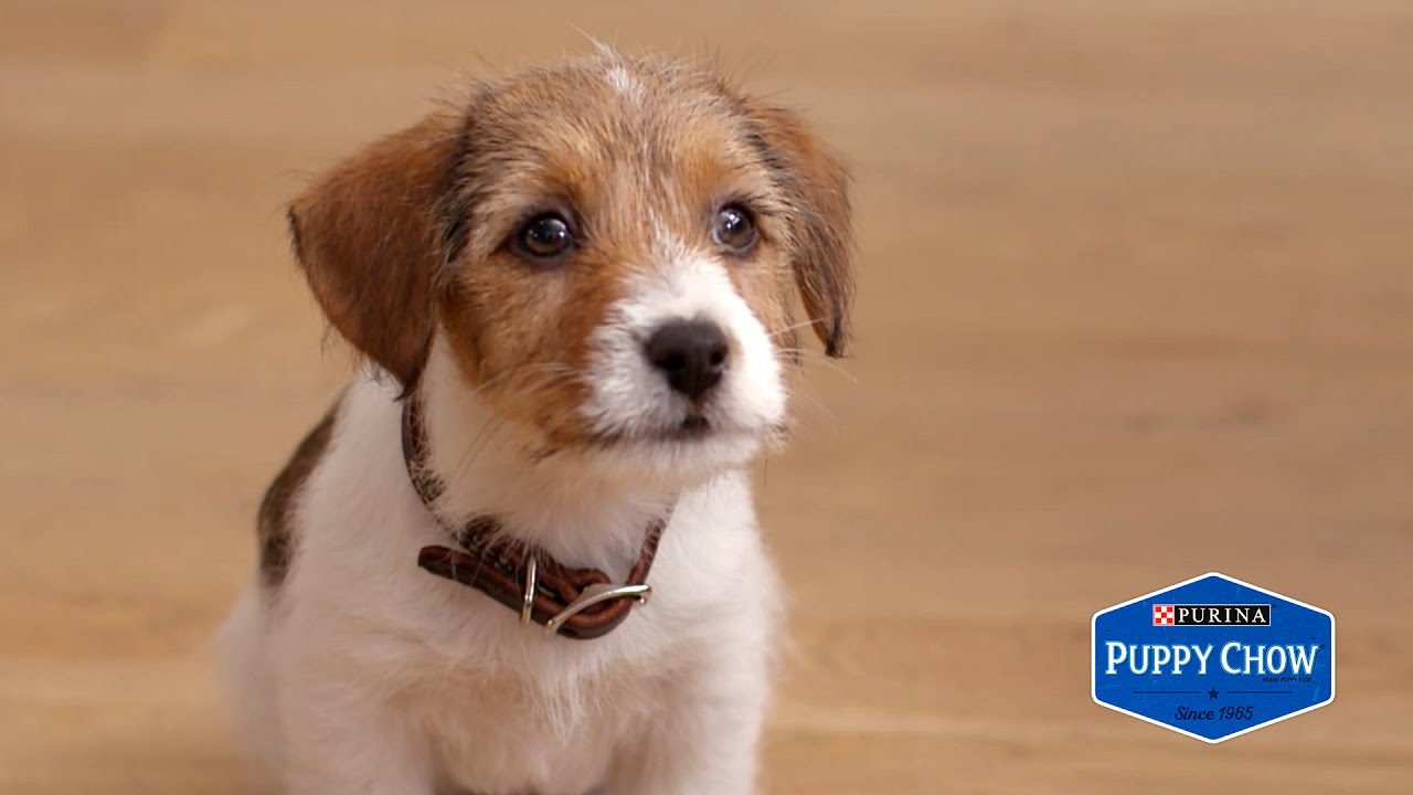 When You Have An Anxious Puppy // Presented By BuzzFeed & Puppy Chow