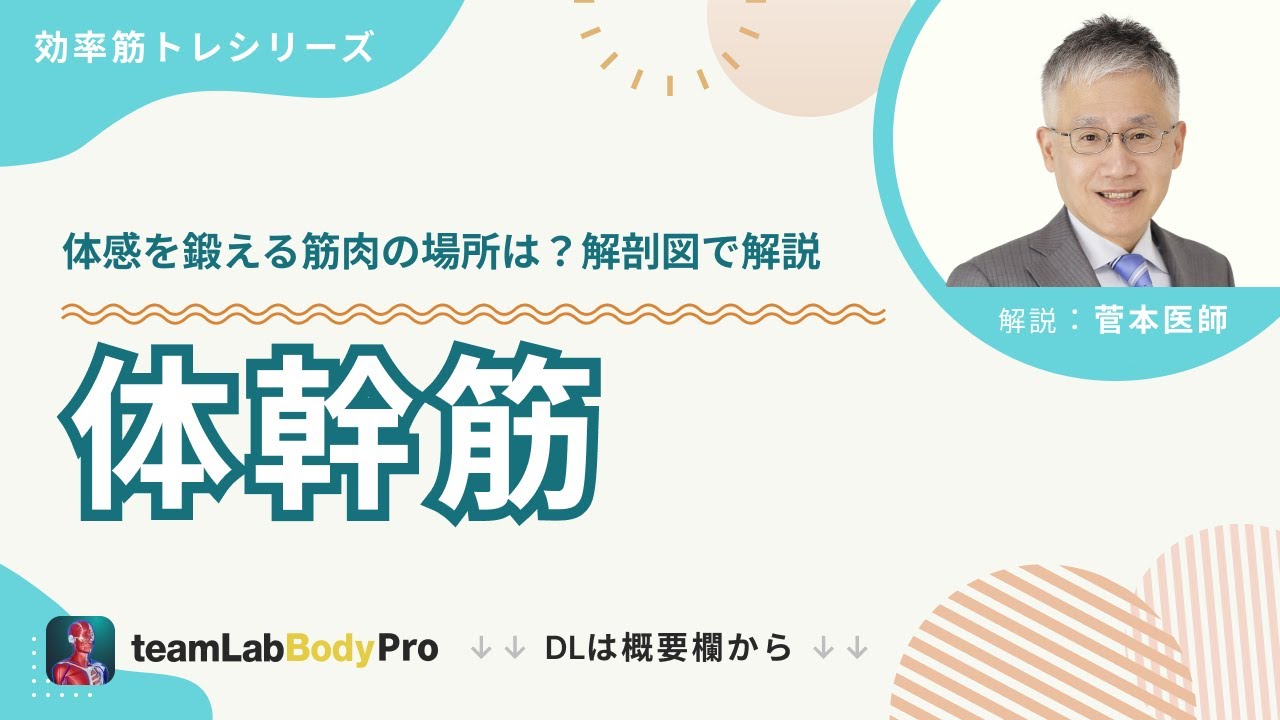 【体幹筋】　体感を鍛える筋肉の場所を解剖図を用いて現役医師が解説