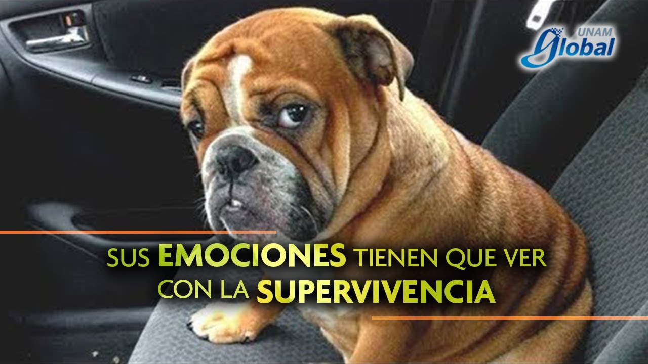 Los perros también sienten celos - UNAM Global