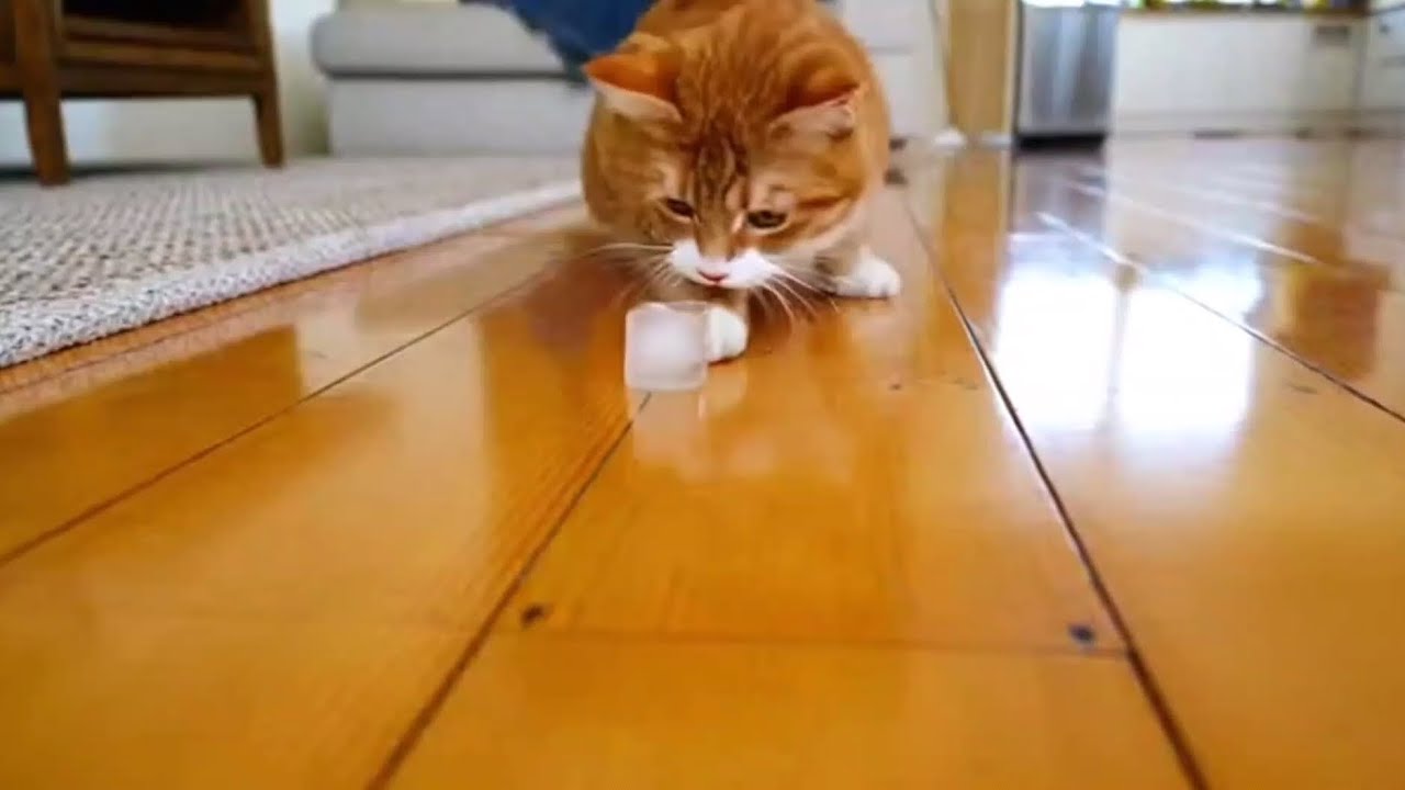 #cat 