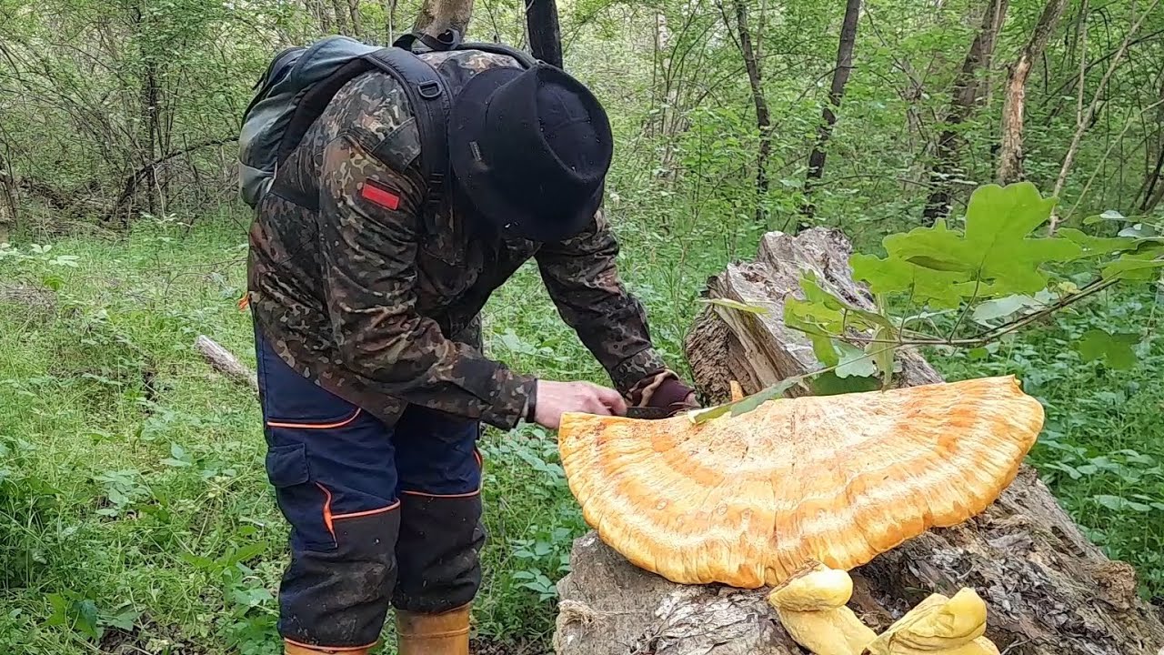 ZUTO PILE GLJIVA 2023-KRENULO!!Laethiporus sulphureus!