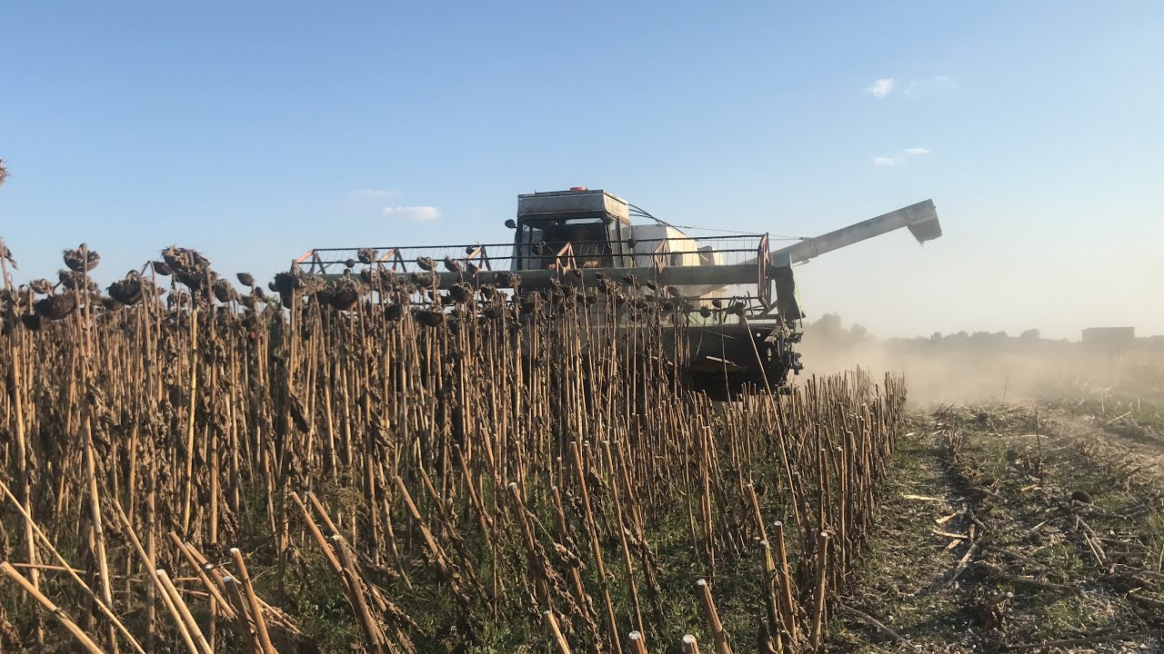 Napraforgó aratás 2023 // Žatva slnečnice 2023 // Sunflower harvest // Fortschritt E517//