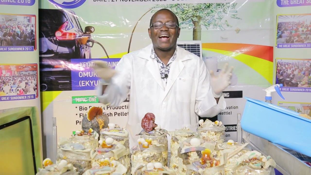 GANODERMA MUSHROOM CULTIVATION  IN THE GREAT SUNDOWNER  8 WITH OMUKENKUFU NYANZI JULIUS Part 2