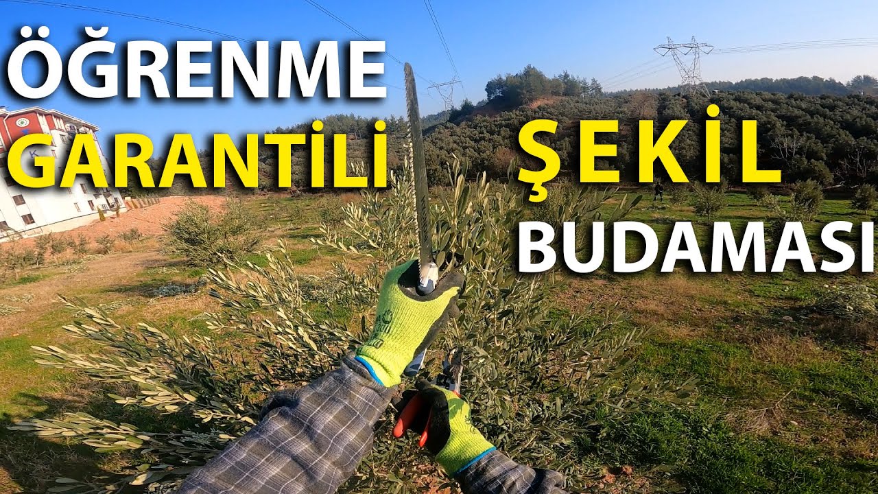 Zeytinde Şekil Budaması Detaylı Anlatım