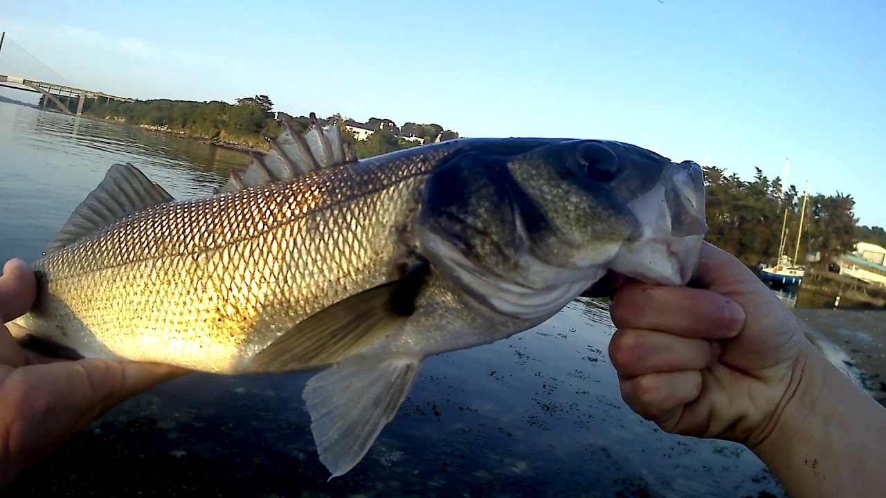 The best soft plastic eel lure for Sea bass? [Rai's Spotter the bass killer]