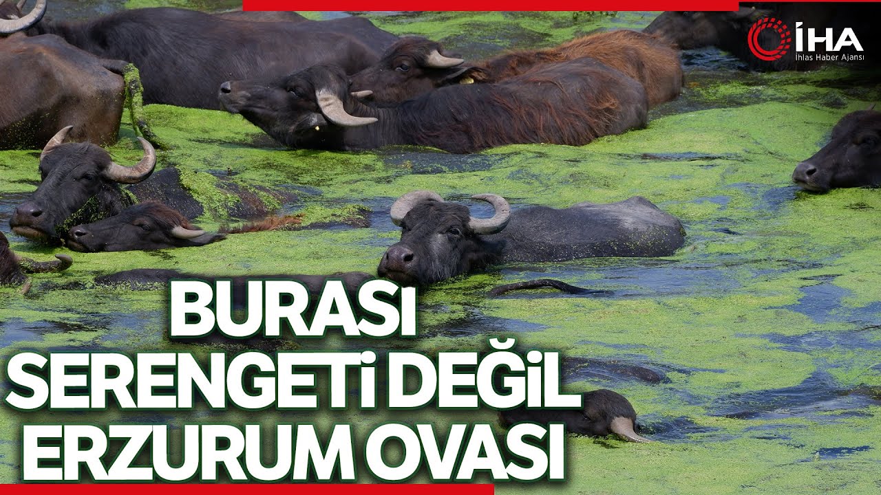 Sıcaktan Bunalan Mandaların Banyo Keyfi