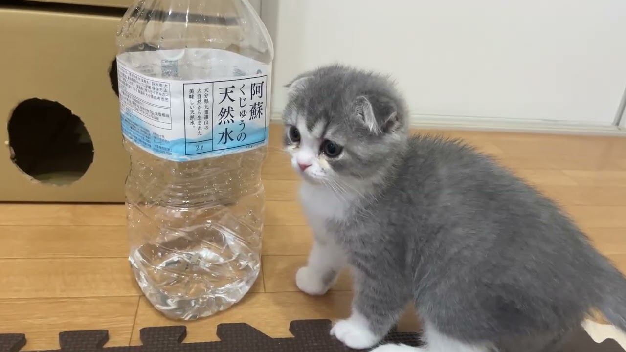 猫水