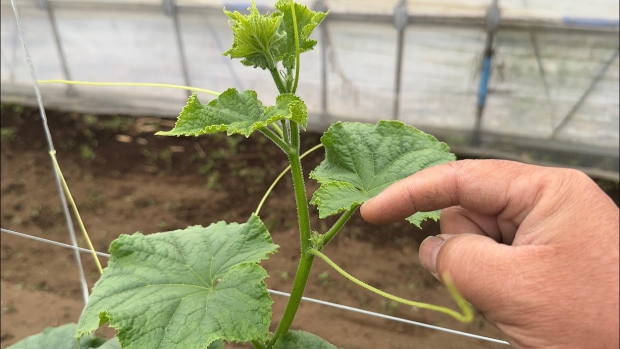 キュウリの育て方は最初が肝心・芽かきと誘引方法　25/5/12