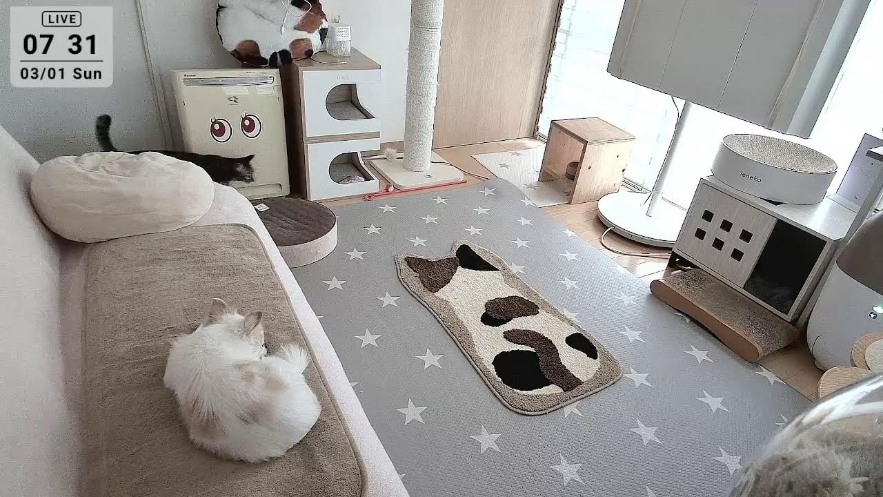 2026.3.1 ニャンコ部屋から生放送！〜猫らの寝相ウォッチング〜