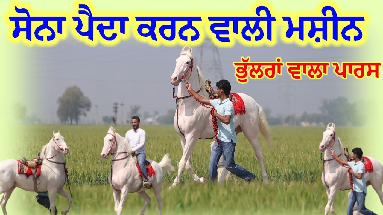 ਸੋਨਾ ਪੈਦਾ ਕਰਨ ਵਾਲੀ ਮਸ਼ੀਨ,, ਭੁੱਲਰਾਂ ਵਾਲਾ ਪਾਰਸ ਘੋੜਾ,, ਜੋ ਘੋੜੇ ਨਹੀਂ ਰੱਖਦਾ ਉਹ ਵੀ ਦੀਵਾਨਾ ਏ ਇਸਦਾ 