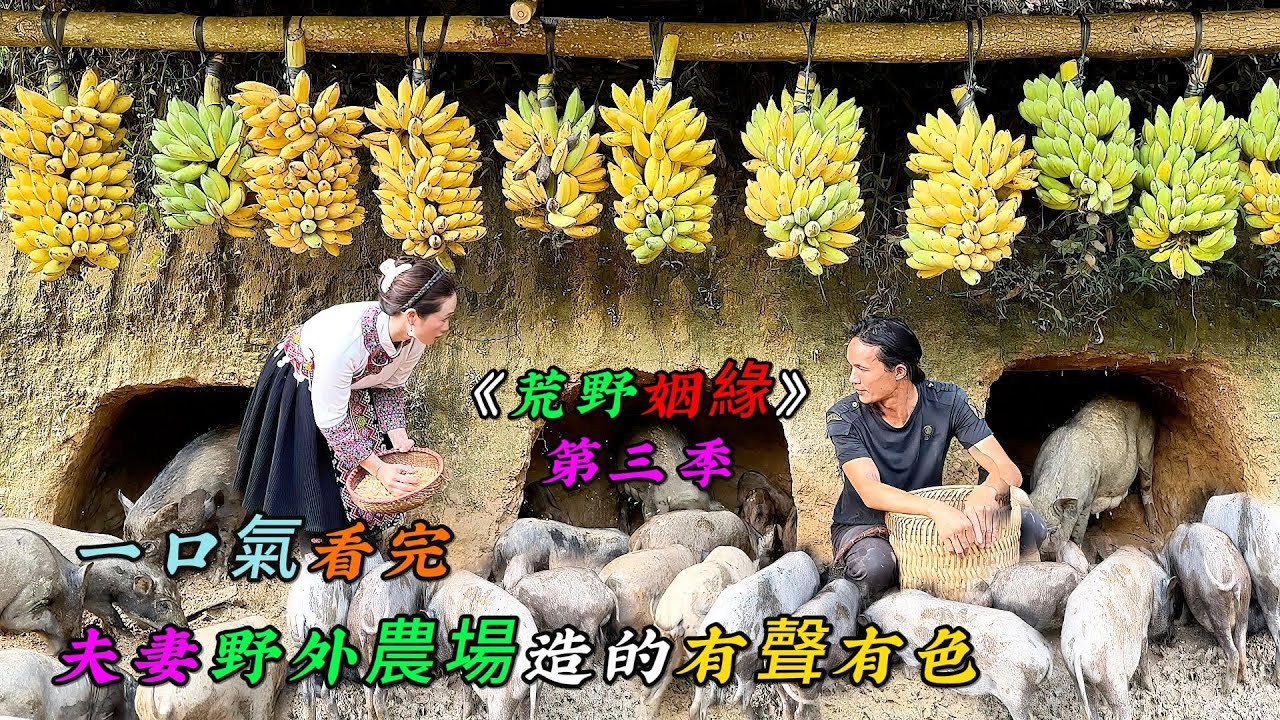 一口氣看完，夫妻野外農場造的有聲有色《荒野姻緣》第三季（09-11）