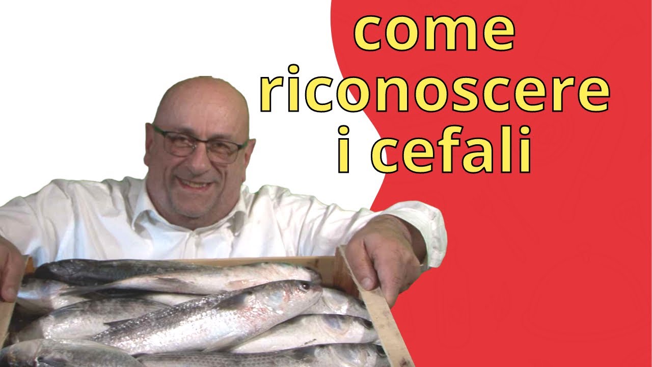 Cefalo: Un pesce da riconoscere e riscoprire?