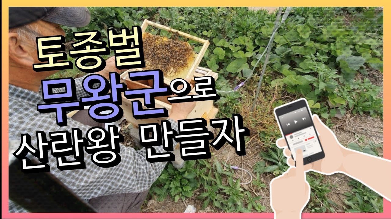 년중 토종벌 산란왕을 준비하자