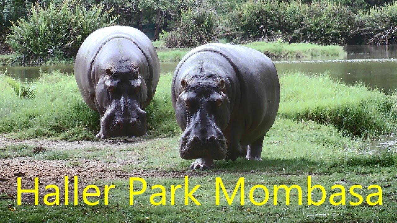 Haller Park Mombasa