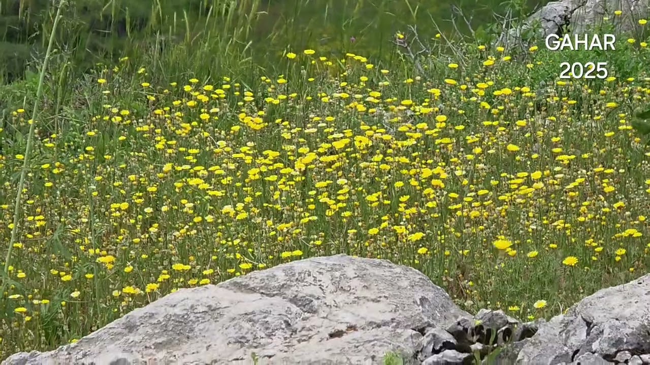 Elazığ Arıcak G&ouml;r&uuml;nd&uuml; k&ouml;y&uuml; (D&ecirc;wa Gahar) 2025