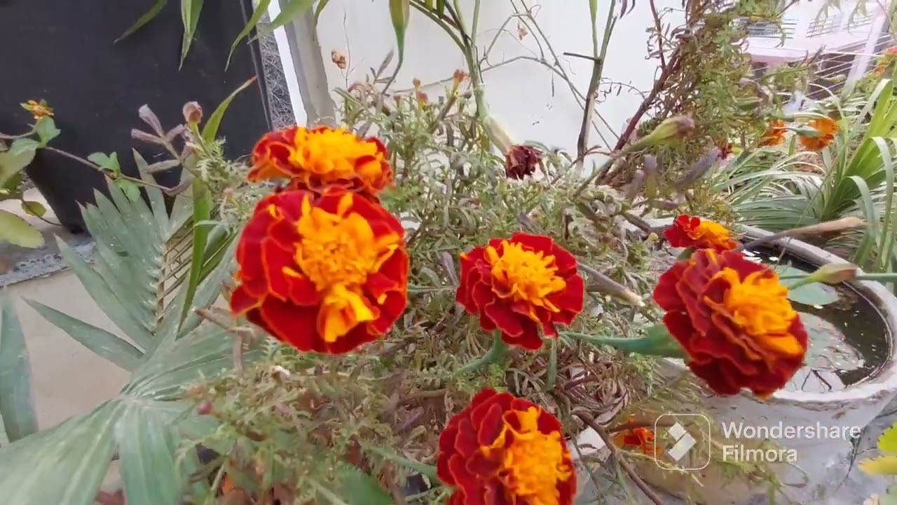 tarrecegarden #flowers #colour #music #terracegardening #plants #happy