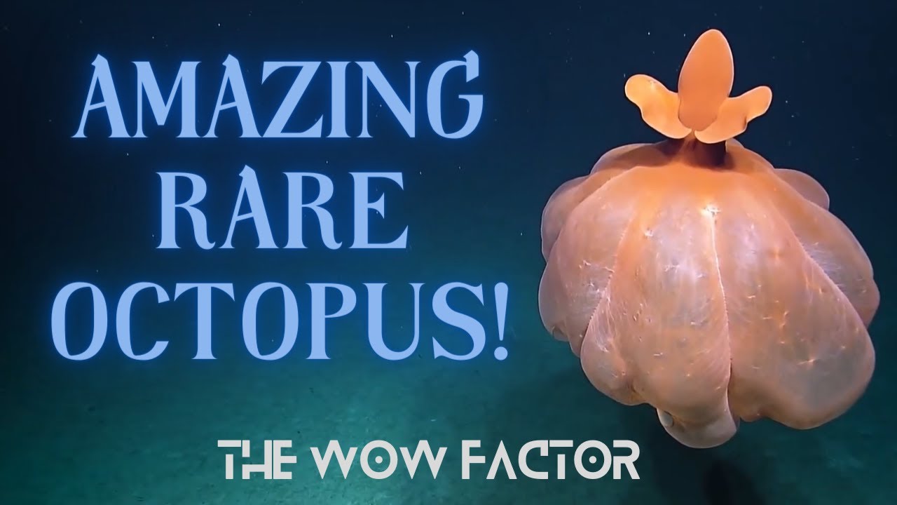 Amazing cephalopod transformations! #octopus #cephalopod