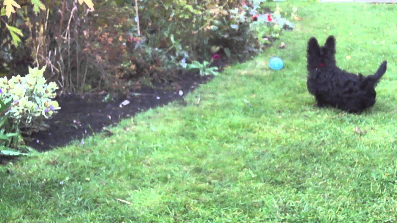 Scottish Terrier pups