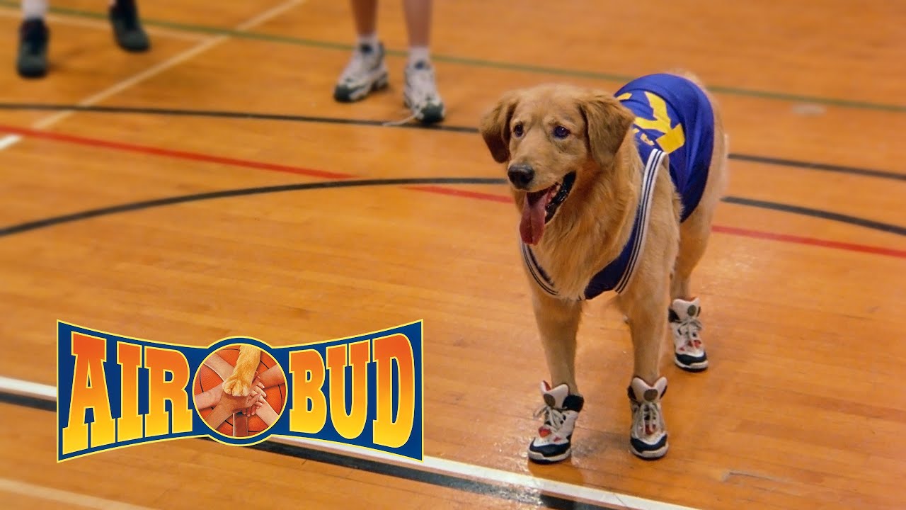 Air Bud O C&atilde;o Amigo Film - Brasil
