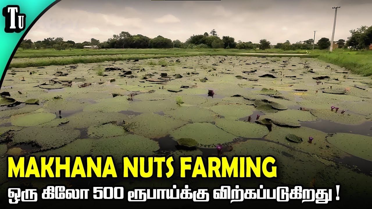 Makhana nuts farming - ஒரு கிலோ 500 ரூபாய்க்கு விற்கப்படுகிறது !