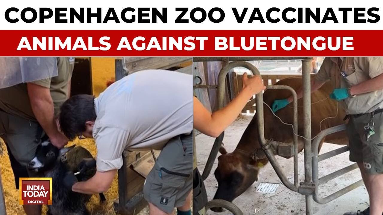 Copenhagen Zoo Inoculates Animals As Bluetongue Disease Spreads Across Europe