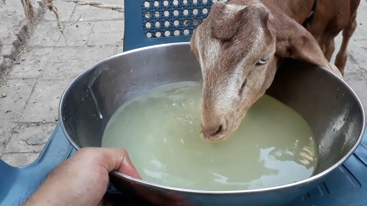 multivitamin for goat kids|بکریوں کے لیے وٹامن کیوں ضروری ہے ؟  | by pets lover info..