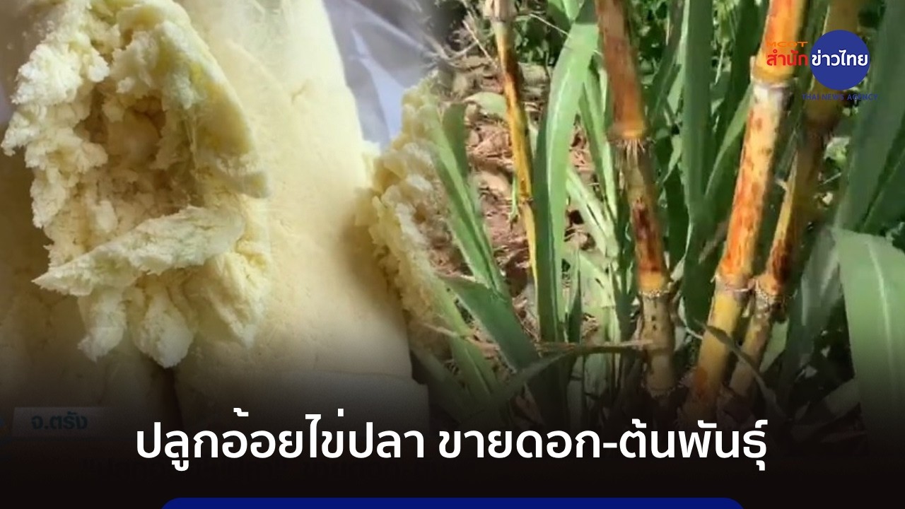 ปลูกอ้อยไข่ปลา ขายดอก-ต้นพันธุ์ รายแรกในตำบล