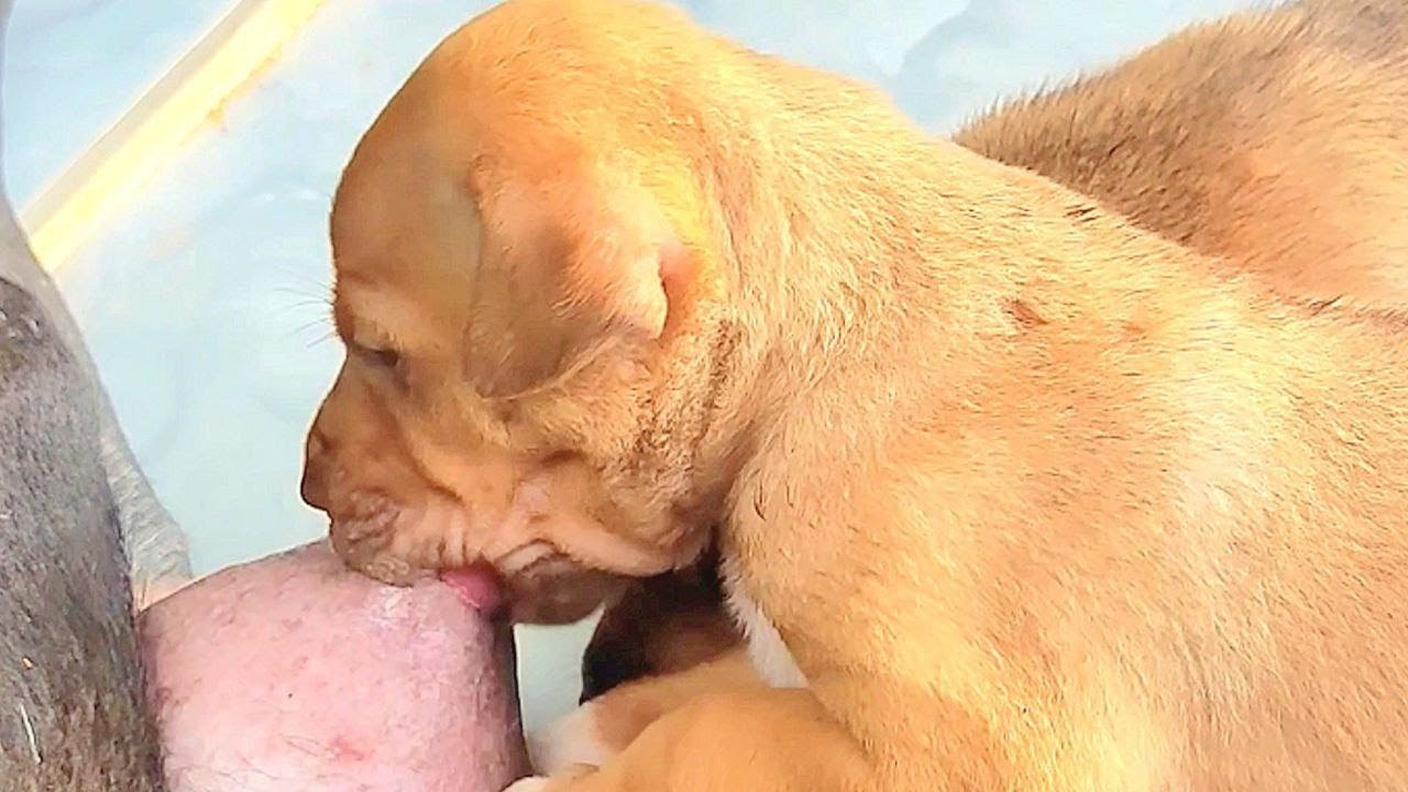 #cute newborn puppy drinking milk, And get a lots of milk❤️❤️#puppy #cute #cutedog #dog #ruraldog