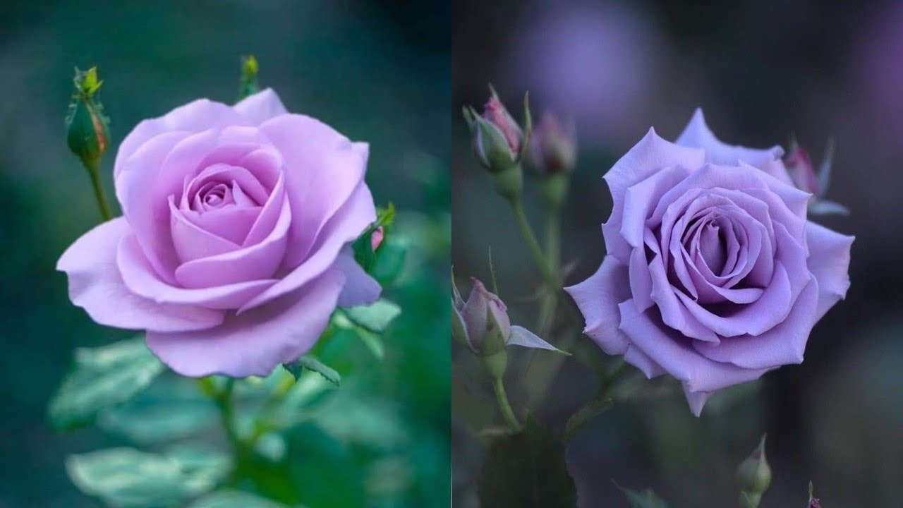 different types of beautiful rose🌹