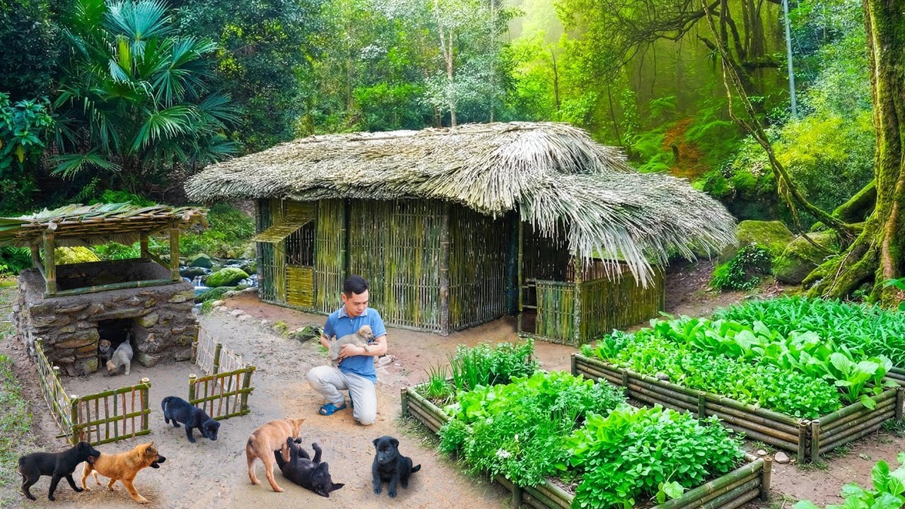 Young Soldier Rescues Wild Puppies and Builds Them a Stone & Bamboo Shelter Beside His Home