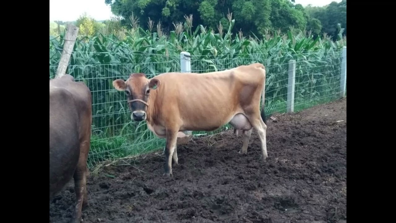 DIVINO E DONIZETE - A VACA DO V&Eacute;IO