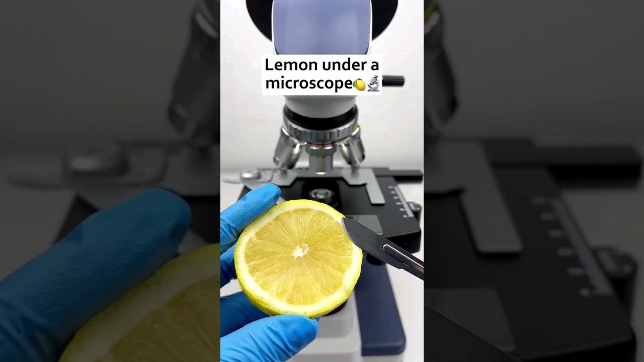 Lemon under the microscope #microscope #Lemon #shortfeed @MicroShorTik @TuloMicroscope