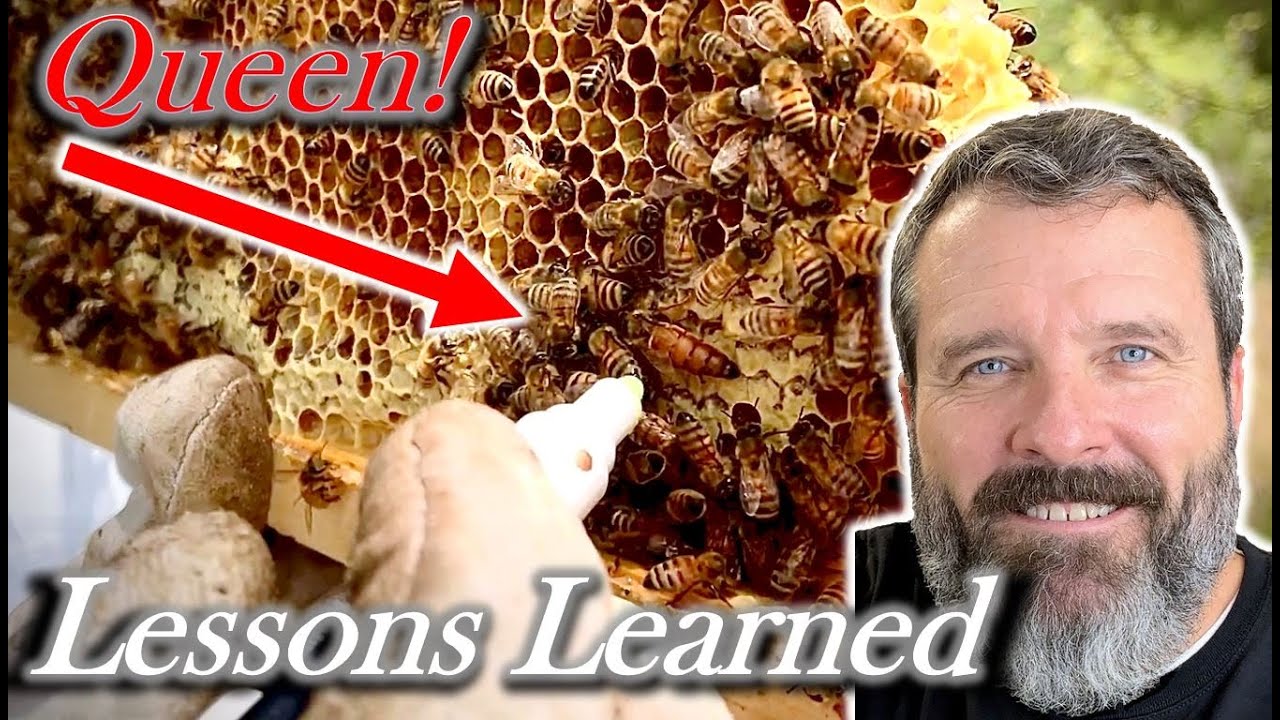 🔵 Beekeeping for Beginners Update | Have You Considered the Ease of a Top Bar Hive?