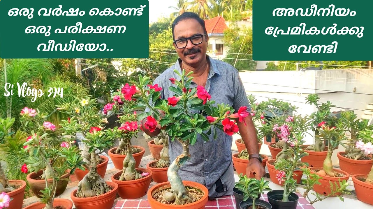ഒരുപാട് അഡീനിയം പ്രേമികളുടെ സംശയങ്ങൾക്ക് മറുപടിയുമായി ഒരു പരീക്ഷണ വീഡിയോ // Adenium experiment